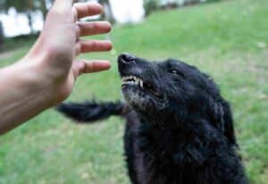Muncie dog bite accident lawyer