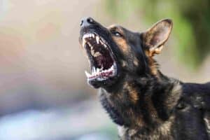 Noblesville dog bite accident lawyer