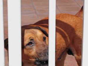 Anderson Premises Liability Lawyer 2 Anderson Premises Liability Lawyer 2