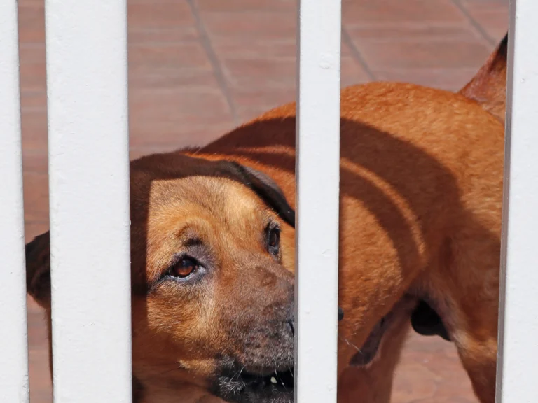 dog bite put down law Indiana